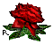 rosesingle.gif (2447 bytes)